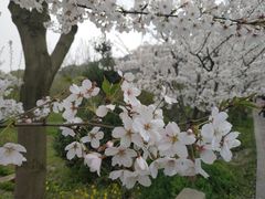 -香雪海