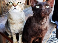 -喵屿·大理花园猫咖