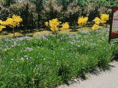 -西青郊野公园
