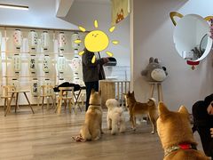 -柴迷FANS CLUB·柴犬狗咖·猫咖