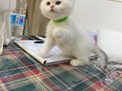 -喵zoo家庭繁育猫舍(尖东智能花园店)