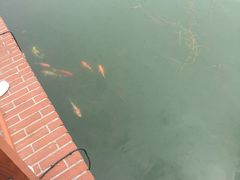 -大塘金香草谷