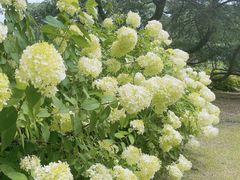 -上海滨江森林公园