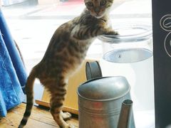 -吉丁鸟咖·异宠·寄养