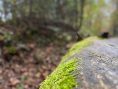 -五营红松林海景区