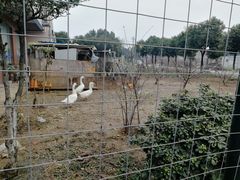 -呼吸森林·生态农庄农家乐私房菜