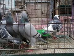 -哈尔滨道外花鸟鱼市场