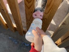 -广州长隆飞鸟乐园