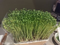 现剪现吃豌豆苗-海底捞火锅(劲松店)