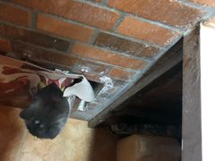 -李小姐の猫咖啡馆(五角场店)