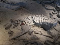 -自贡恐龙博物馆