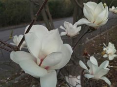 -昆明春城湖畔度假村