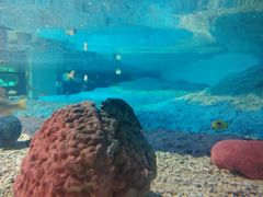 -北戴河圣蓝海洋公园