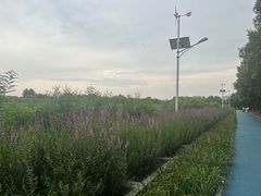 -大兴滨河森林公园