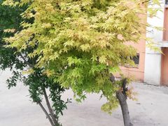 -黄海国家森林公园