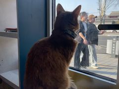 -猫小院猫主题餐厅(南锣旗舰店)