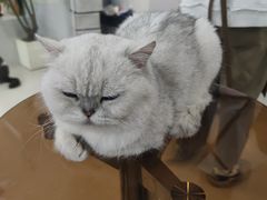 -共舞时光猫咖·狗咖(新街口店)