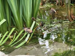 -成都市活水公园