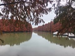 -上海海湾国家森林公园