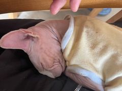 -藏猫猫咖啡主题馆(中央大道店)