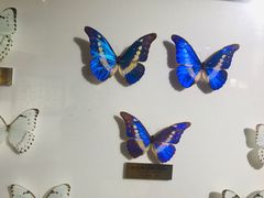 -上海昆虫博物馆