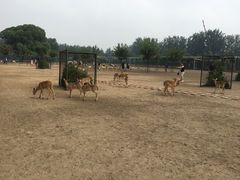 -北京麋鹿生态实验中心