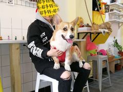 -阿狗圆子