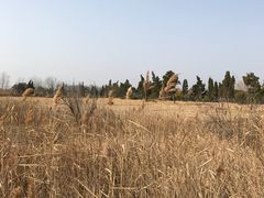 -盐城丹顶鹤湿地生态旅游区