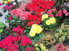 -龙大花卉苗木市场
