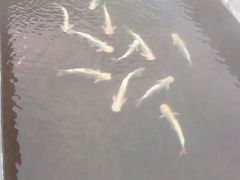 android_upload_pic-特种渔场