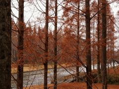 -黄海国家森林公园