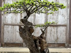 -个园