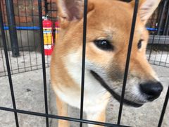 -柴犬高等学院·狗咖·柴犬售卖·宠物训练