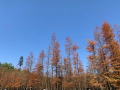-番禺大夫山森林公园