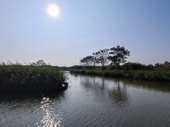 -大湾区中央湿地公园