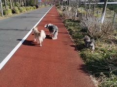 -上海长兴岛郊野公园