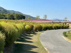 -径山花海