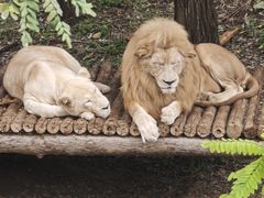 -石家庄市动物园