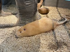 -昆明大悦城未来动物城(螺蛳湾中心店)