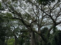 -瑞丽独树成林风景区