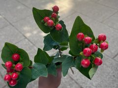 -丽江文化旅游学院