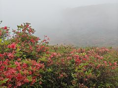 -大围山国家森林公园