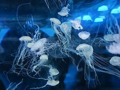 -绿色星球动物主题公园