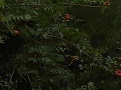 -渭南桃花源民俗文化园