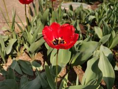 -石家庄市植物园