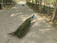 -北京麋鹿生态实验中心