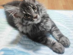 -欣宠猫屋·矮脚拿破仑·蓝金金渐层