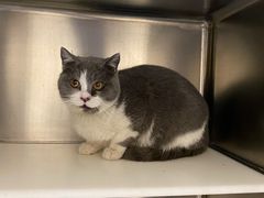 -萌兽医馆·犬猫专科·眼科中心·宠物医院(朝阳门分院)