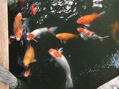 -南宫五洲植物乐园