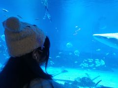 -烟台海昌鲸鲨海洋公园